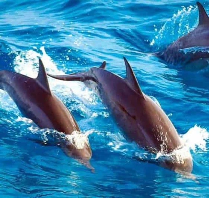 Billet ZANZIBAR : île de Mnemba, lagon de Zanzibar et plage de Kendwa