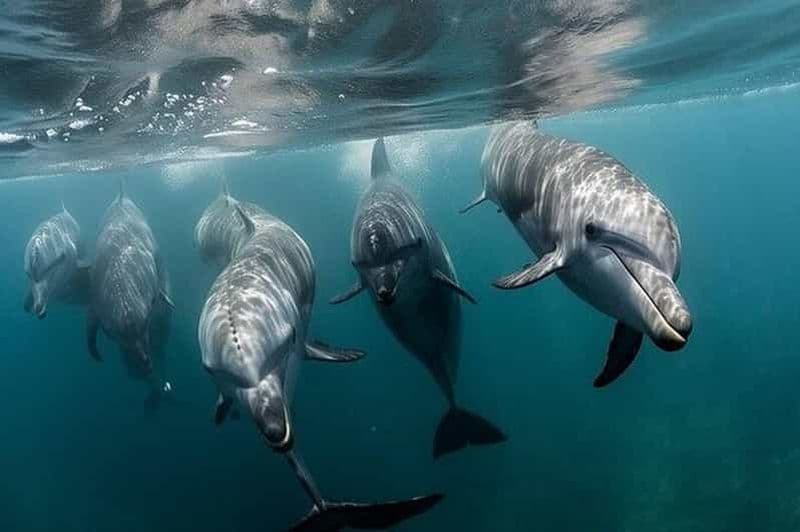 Galveston : tour en bateau pour observer les dauphins dans la baie de Galveston