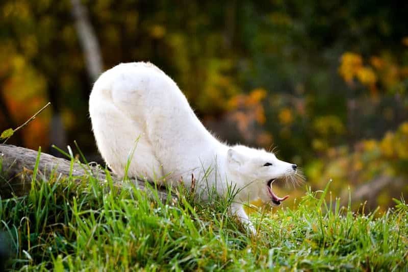 Billet Montréal : billet d'entrée au zoo Ecomuseum