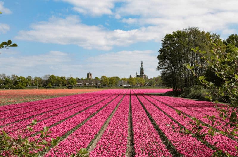 Billet Amsterdam : transfert en bus vers le Keukenhof et les champs de tulipes