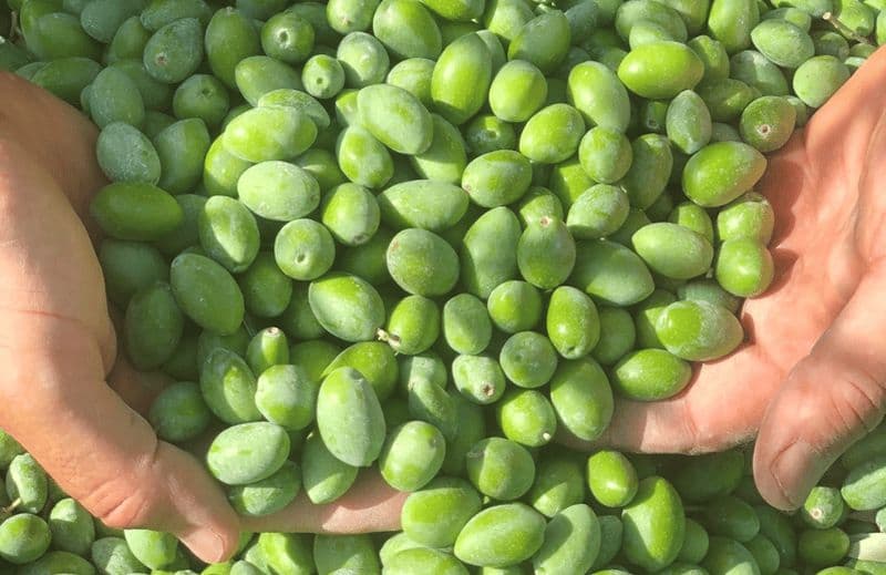 Billet Saint Gilles: Visite d'un moulin à huile d'olive dans une Oliveraie BIO