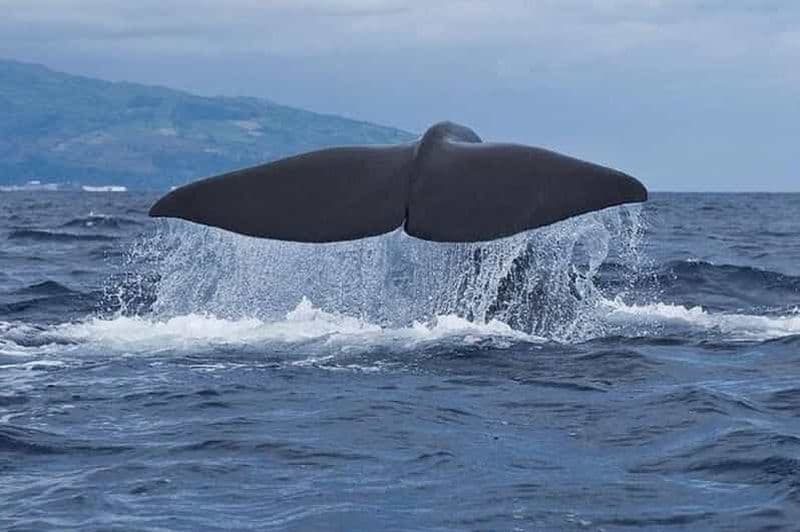 Observation des baleines et des dauphins dans l'île de Pico