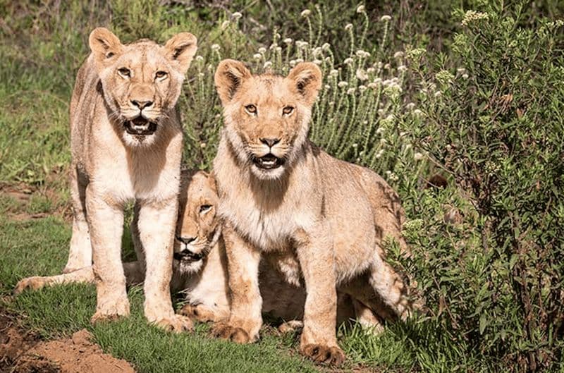 Billet Réserve de chasse privée de Botlierskop : 3,5 heures de safari au coucher du soleil