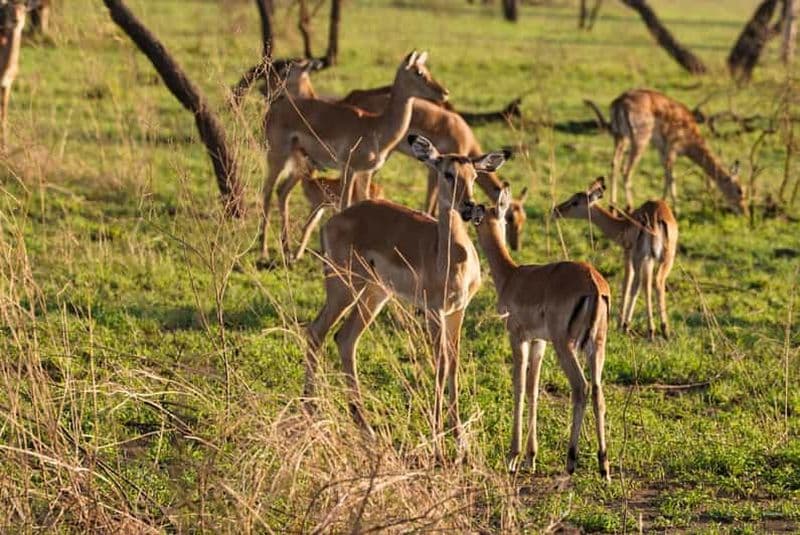 Billet Excursion de 1 journée au parc national du lac Manyara