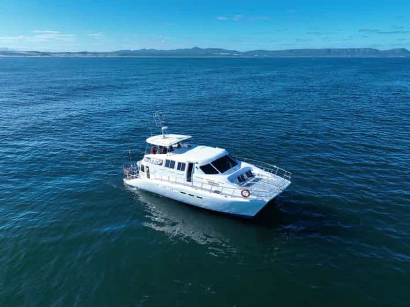 Hermanus : Observation des baleines et dégustation de vins