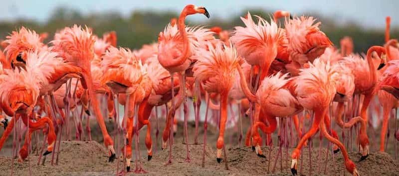 Billet Rio Lagartos et Las Coloradas : safari de luxe à la découverte des flamants roses