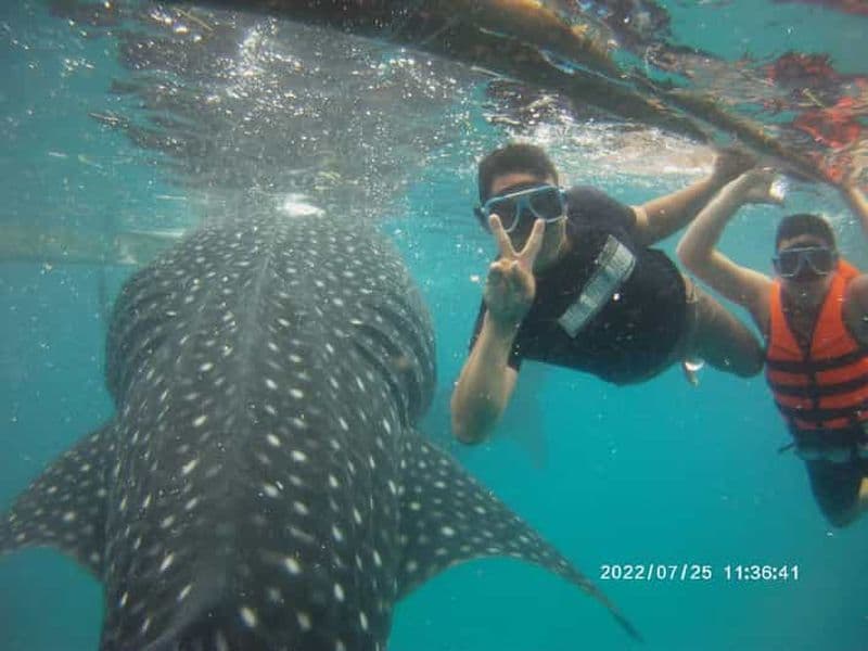 Billet Cebu : WhaleShark, chutes de Tumalog et plongée en apnée à Sardine Run