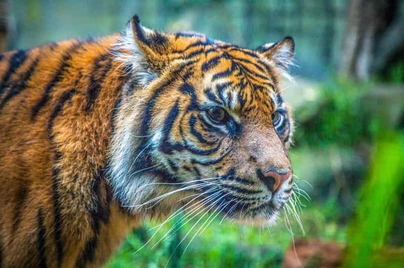 Sydney : Billets pour le zoo de Taronga