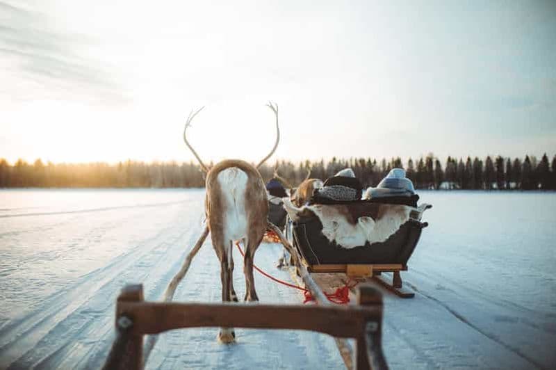 Billet Rovaniemi : Voyage à dos de renne à Apukka