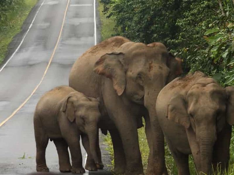 Billet Depuis Bangkok : visite privative de deux jours au parc national de Khao Yai