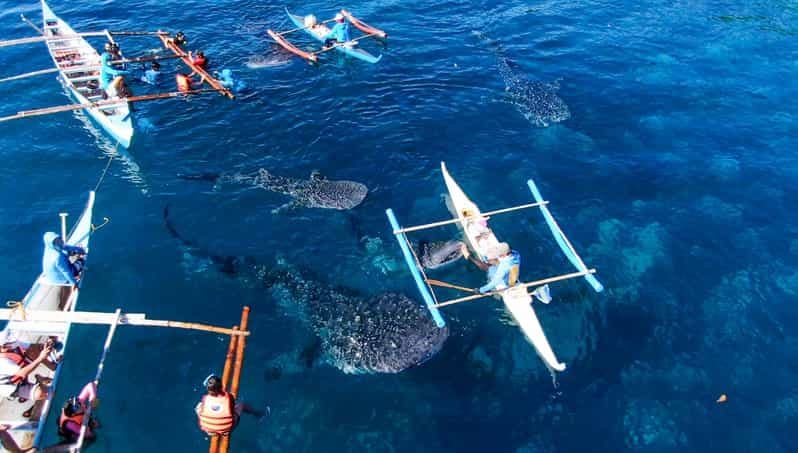 Billet Cebu : excursion de plongée sous-marine avec des requins-baleines à Oslob