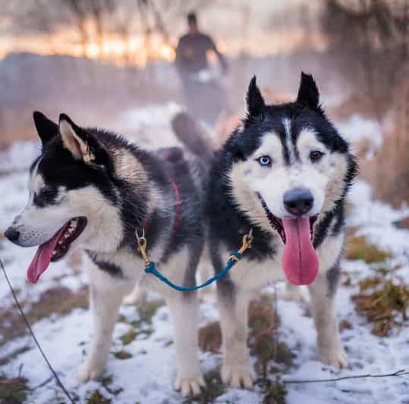 Depuis Cracovie : Promenade en traîneau à chiens dans les Tatras