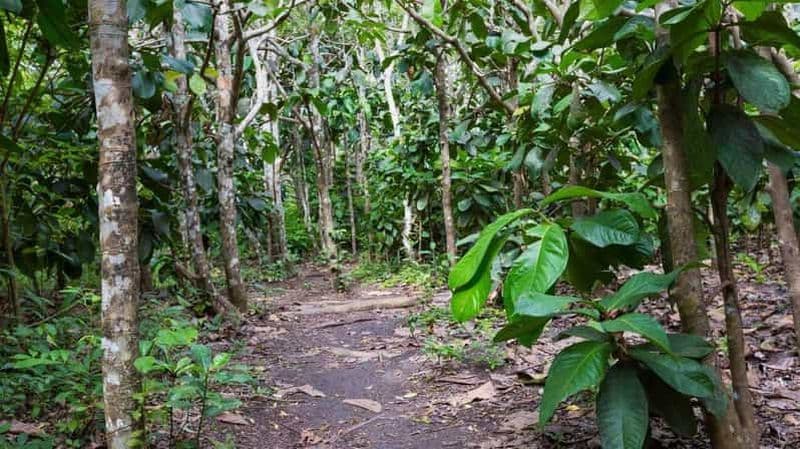 Billet Excursion pour observer les dauphins et la magnifique plage de Kendwa