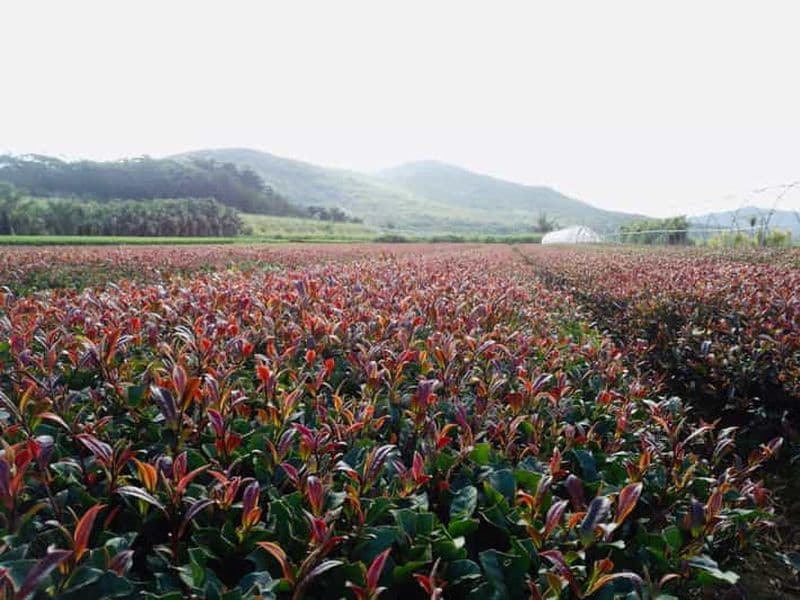 Visite à la ferme du thé violet d'une journée au départ de Nairobi - Dégustation de thé et déjeuner