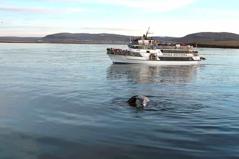 Reykjavik : Observation des baleines avec un guide expert