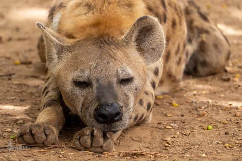 Billet Safari dans la réserve de Bandia et visite de la réserve ornithologique de Somone