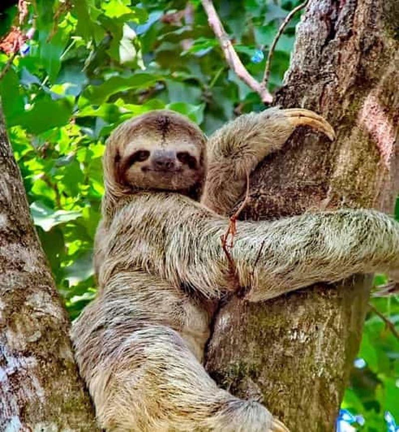 Billet Quepos : Visite guidée du parc national Manuel Antonio