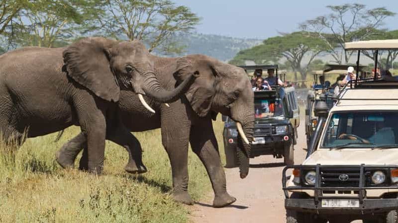 Billet Safari privé d'une journée dans le parc national du lac Manyara