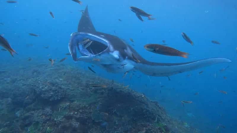 Au départ de Lembongan : Visite privée de Nusa Penida avec plongée en apnée et visite de l'ouest