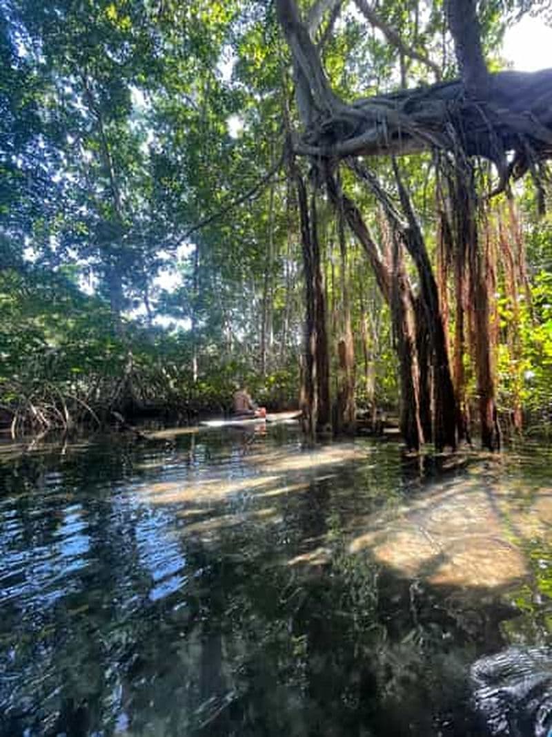 Balade en stand up paddle dans la mangrove