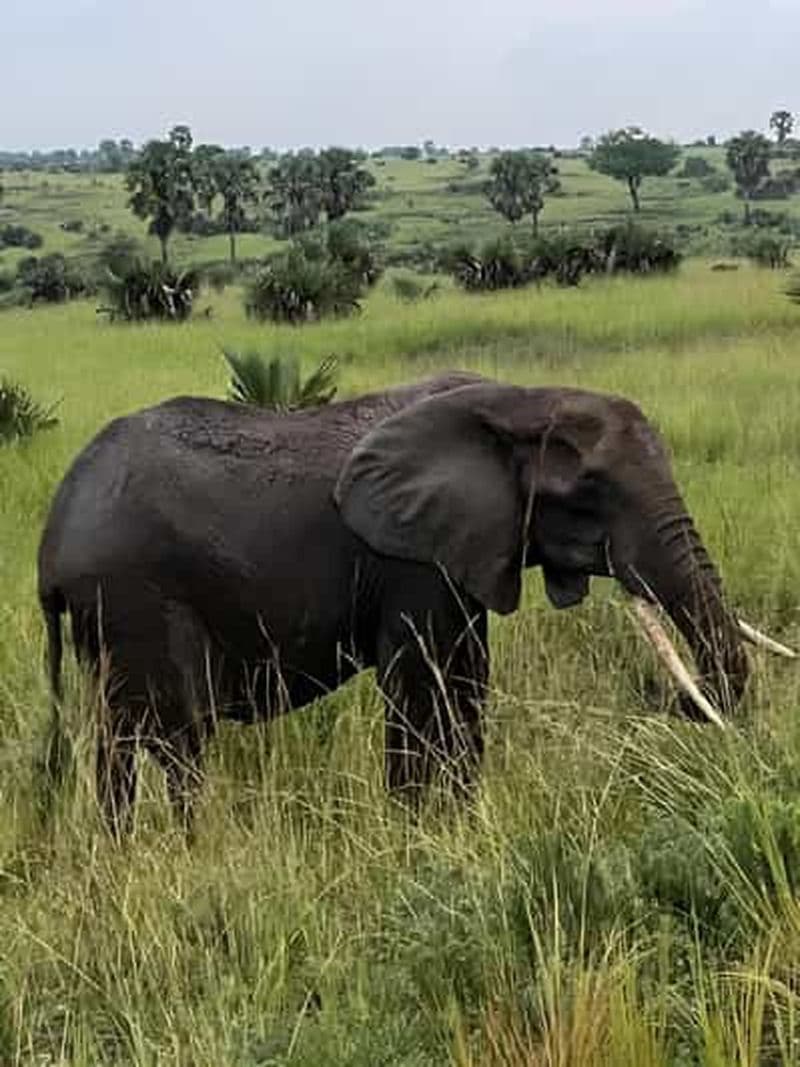 Billet Ouganda : 3 jours aux chutes Murchison et à la source du Nil à Jinja
