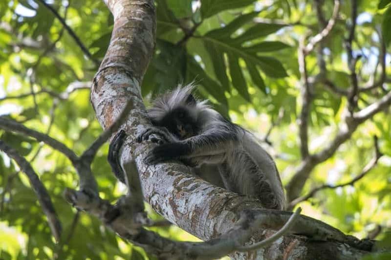 Billet Excursion confortable d'une journée au parc national de Nyerere depuis Zanzibar en avion