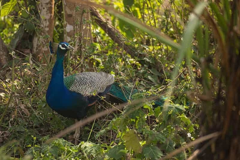 Chitwan : Visite du parc national avec promenade en canoë
