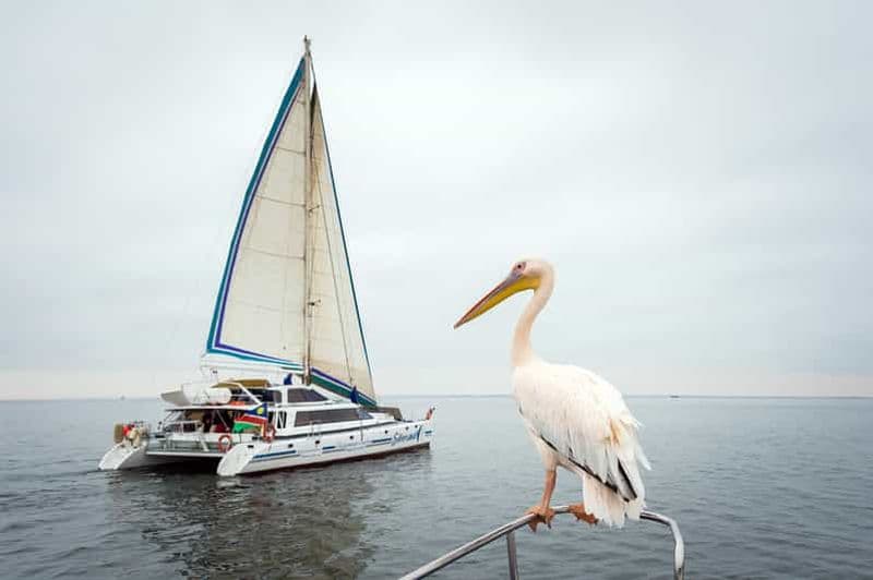 Walvis Bay : Marine Big 5 Luxury Catamaran Tour