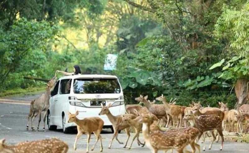 Depuis Jakarta : Parc safari, chute d'eau et plantation de thé