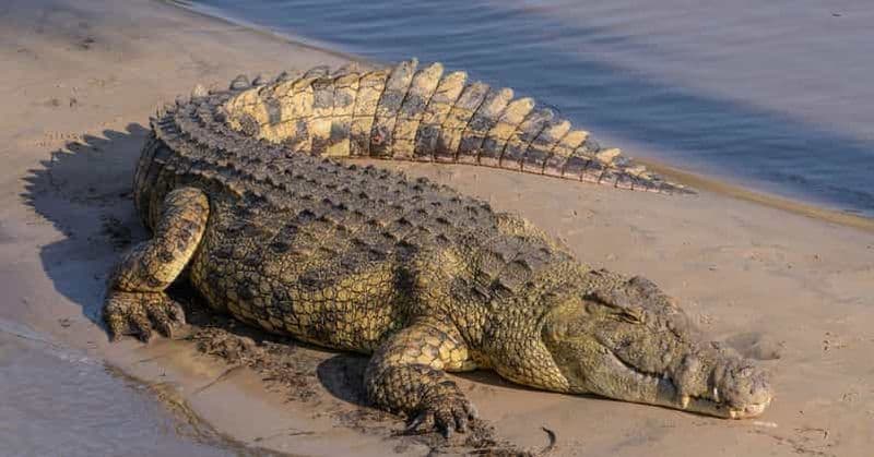 Billet iSimangaliso Boat Safari ½ journée au départ de Richards Bay
