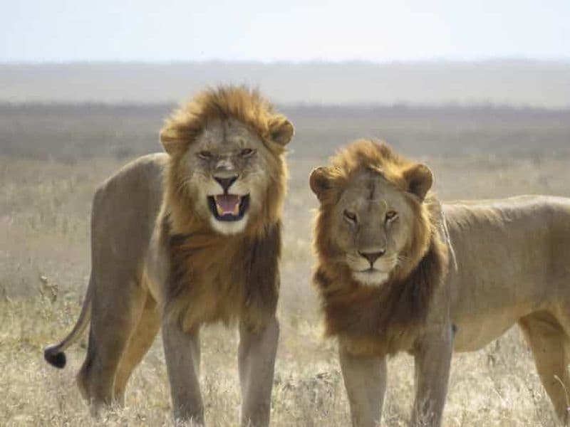 Billet Excursion partagée d'une journée dans le cratère du Ngorongoro