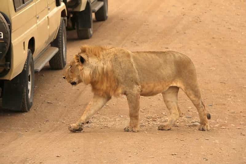 Billet Arusha : 4 jours de safari au lac Manyara, au Serengeti et au Ngorongoro