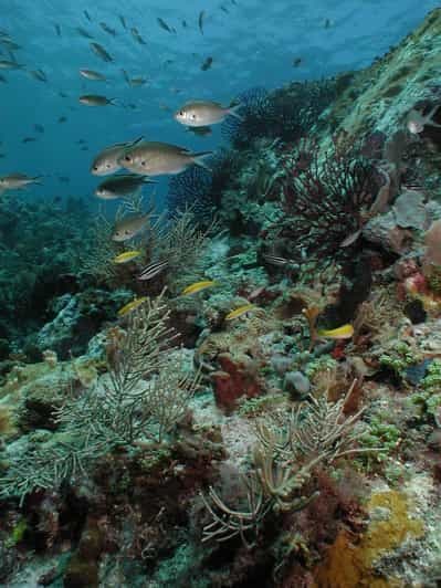 Sainte-Lucie - Découverte de la plongée sous-marine pour les plongeurs non certifiés