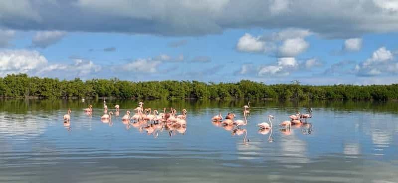 Billet Sortie en bateau à Río Lagartos et Las Coloradas : flamants roses, mangroves