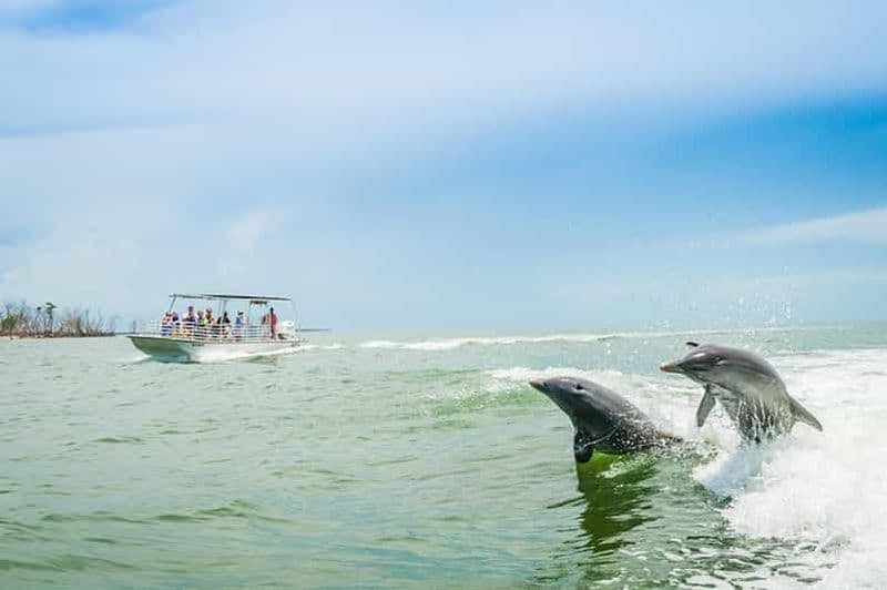 Marco Island : Excursion en bateau pour observer les dauphins