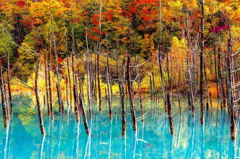 Billet Visite d'Hokkaido : zoo d'Asahiyama, cascades de Biei et terrasse de Ningle