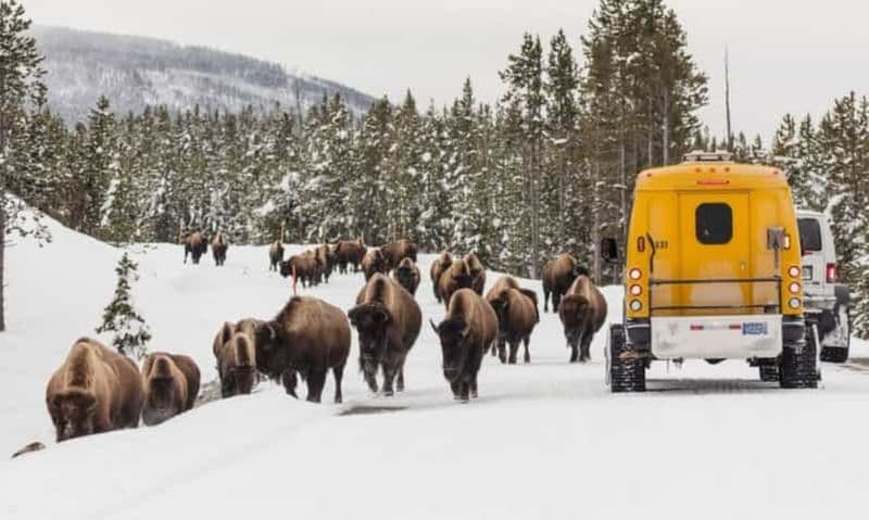 Billet Jackson : Circuit hivernal de 4 jours à Grand Teton et Yellowstone