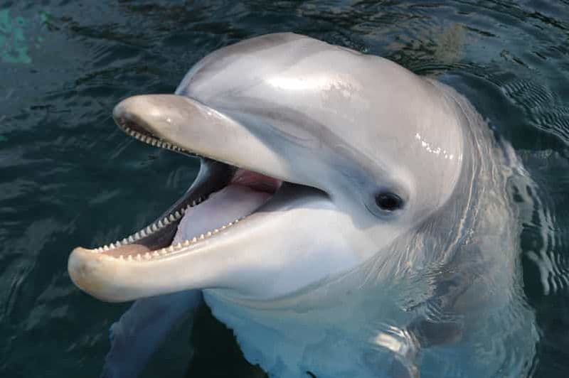 Billet Gênes : Billet pour l'Aquarium de Gênes et la Cité des enfants et des jeunes