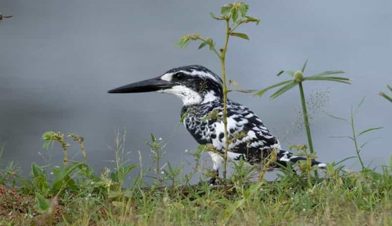 Colombo : Observation des oiseaux autour de Colombo - Visite guidée - 06 heures
