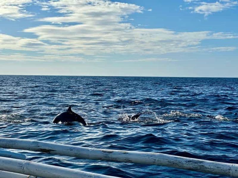 Visite privée de Bohol Balicasag Is et observation des dauphins