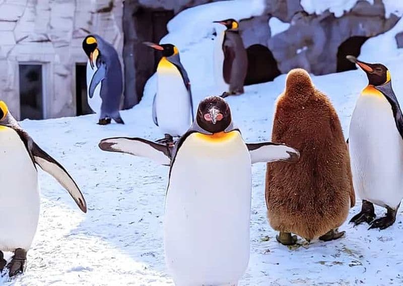 Billet Hokkaido : visite d'une journée au zoo d'Asahiyama, à Biei et à la terrasse de Ningle