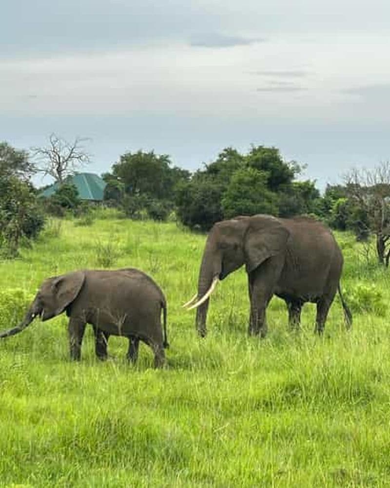 Billet SAFARI FAUNE 3 JOURS 2 NUITS DE ZANZIBAR À MIKUMI