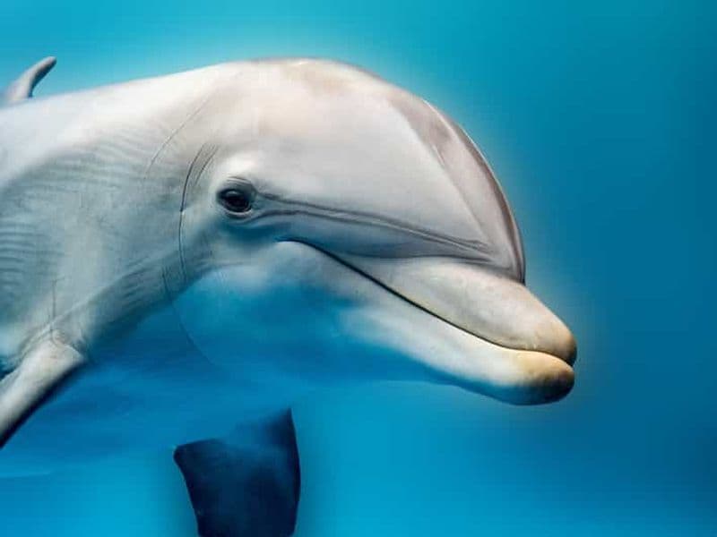 Au départ d'Hurghada : excursion en hors-bord vers l'île de Hula Hula avec les dauphins