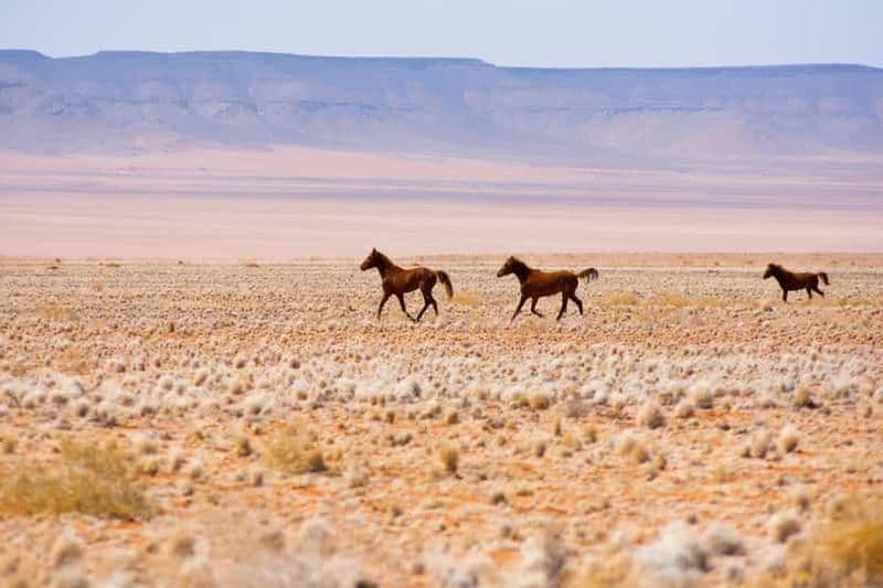 Swakopmund : balade à cheval dans le désert du Namib - 1 heure