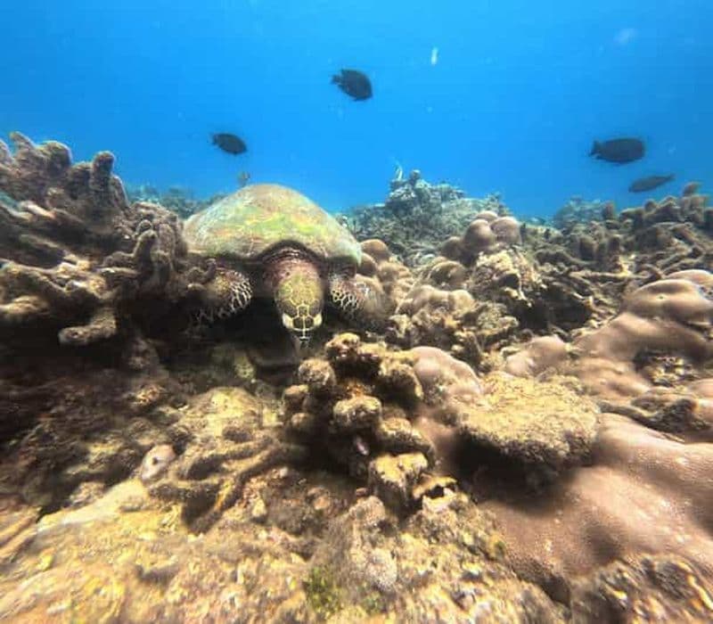 Billet Trincomalee : observation des baleines avec Swim With Whale & Dolphin