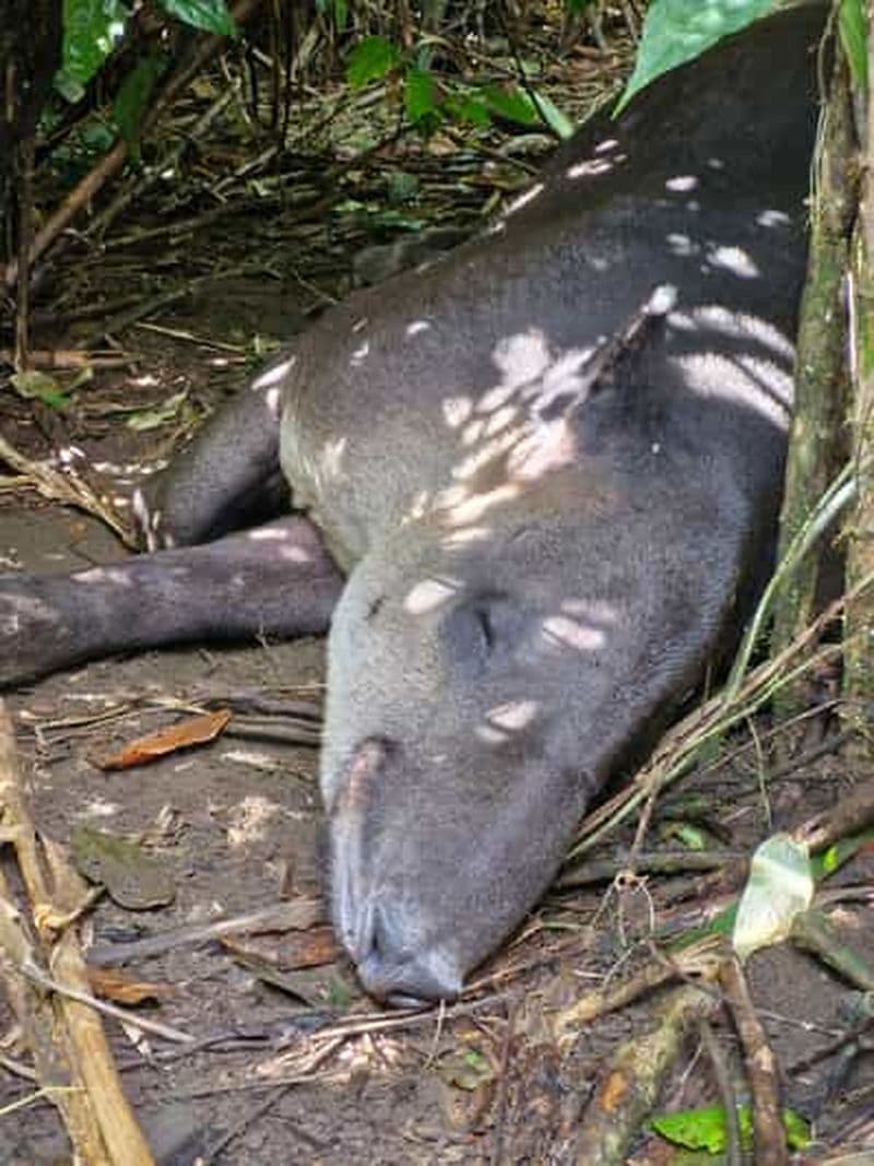 Billet Puerto Jimenez : Excursion d'une journée au parc national Corcovado Sirena.