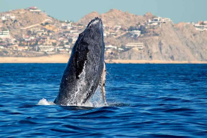 Billet Cabo San Lucas : Observation des baleines en catamaran