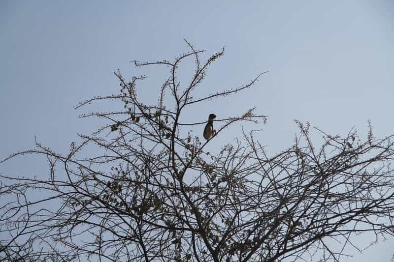 Addis-Abeba : excursion de 8 jours d'observation des oiseaux dans les montagnes de Bale