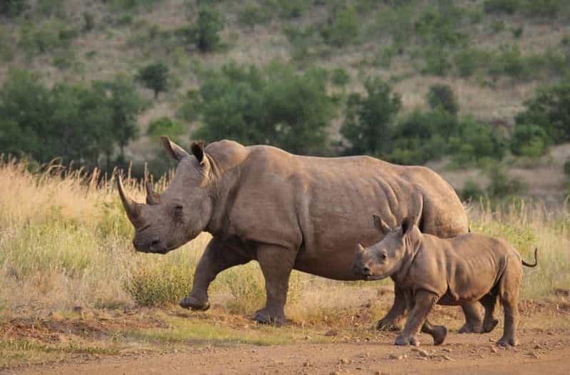 Billet Croisière en bateau et safari dans le parc de la zone humide d'Isimangaliso depuis Durban