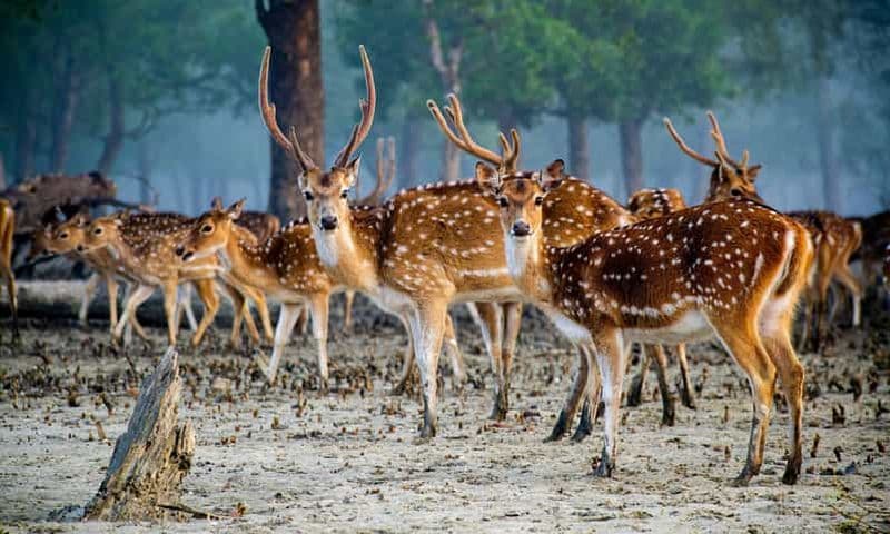 Kolkata : visite privée et safari dans la forêt de mangroves des Sundarbans